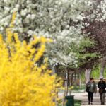 Los alérgicos afrontan una primavera difícil en España por la alta concentración de polen: “Nos encontramos ante la tormenta perfecta” | Sociedad