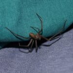 Una mujer muestra su pierna afectada por una picadura de araña que desencadenó una grave infección