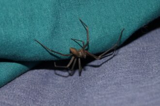 Una mujer muestra su pierna afectada por una picadura de araña que desencadenó una grave infección